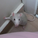 p-aleparadise avatar