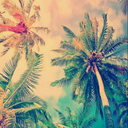 p-rawrasaurus-rex avatar