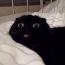 p0ttedsuns3ts avatar