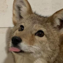 p1nkcloudp4nsy avatar