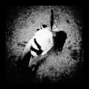 pabloasterisco avatar