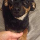 pacific-mango avatar