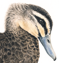 pacificblackduck avatar