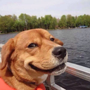 packing-pests avatar