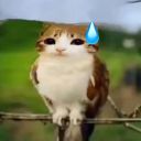 packofsunflowers avatar