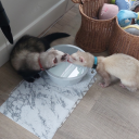 paco-y-pancho avatar