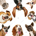 pagefordogs avatar