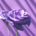 pagesofcursive avatar