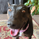 paige-mackenzie-memes avatar