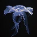 paigedeathhead avatar