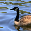 pain-is-poetry avatar