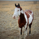 paint-horse-dreamin avatar