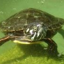 painted-turtle avatar