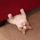 paintedwoodendoll avatar