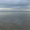 painting-white-roses-red avatar