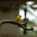 paintingwithkrayons avatar