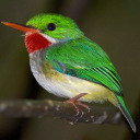 pajaritocantando avatar