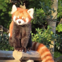 paladinesdaughter avatar