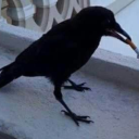 paledazeenemy avatar