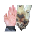 paleolithic-dogman avatar