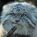 pallascatisnotimpressed-blog avatar