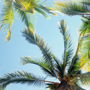 palm----trees avatar