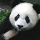 pan-asinpanda avatar