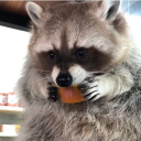 pancake-the-raccoon avatar