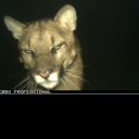 pancakeeatinllamas avatar