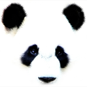 panda-ful avatar