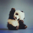 panda-hermosho-y-shukulento avatar