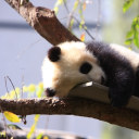 panda-waterbottle avatar