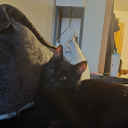 pandabear13500 avatar