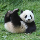 pandabearfeed-blog avatar