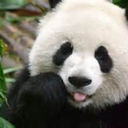 pandagek avatar