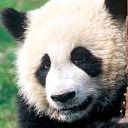 pandaking12 avatar