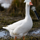 pandameownium avatar