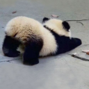 pandamorosoposts avatar