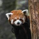pandapool avatar