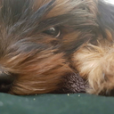 pandaroo-mcgee avatar