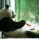 pandas-fo-days avatar