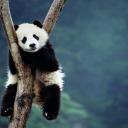 pandasanctuary avatar