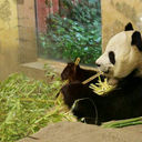 pandasneedourlove avatar