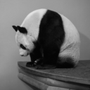 pandawow avatar