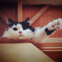 pangaea-gh-world avatar