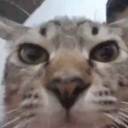 pangeranteknik avatar