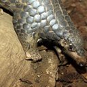 pangolinfacts avatar