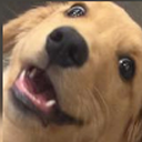 panickedconstantly avatar