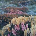 pannenkoeken-en-stroop avatar