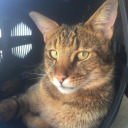 panteleimoncat avatar